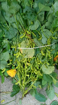 IMG02126.jpg